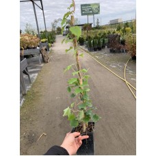 Виноград Вічі / дівочий тризагострений С2